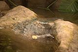 leipzig zoo-01_07_2011_gondwanaland_151